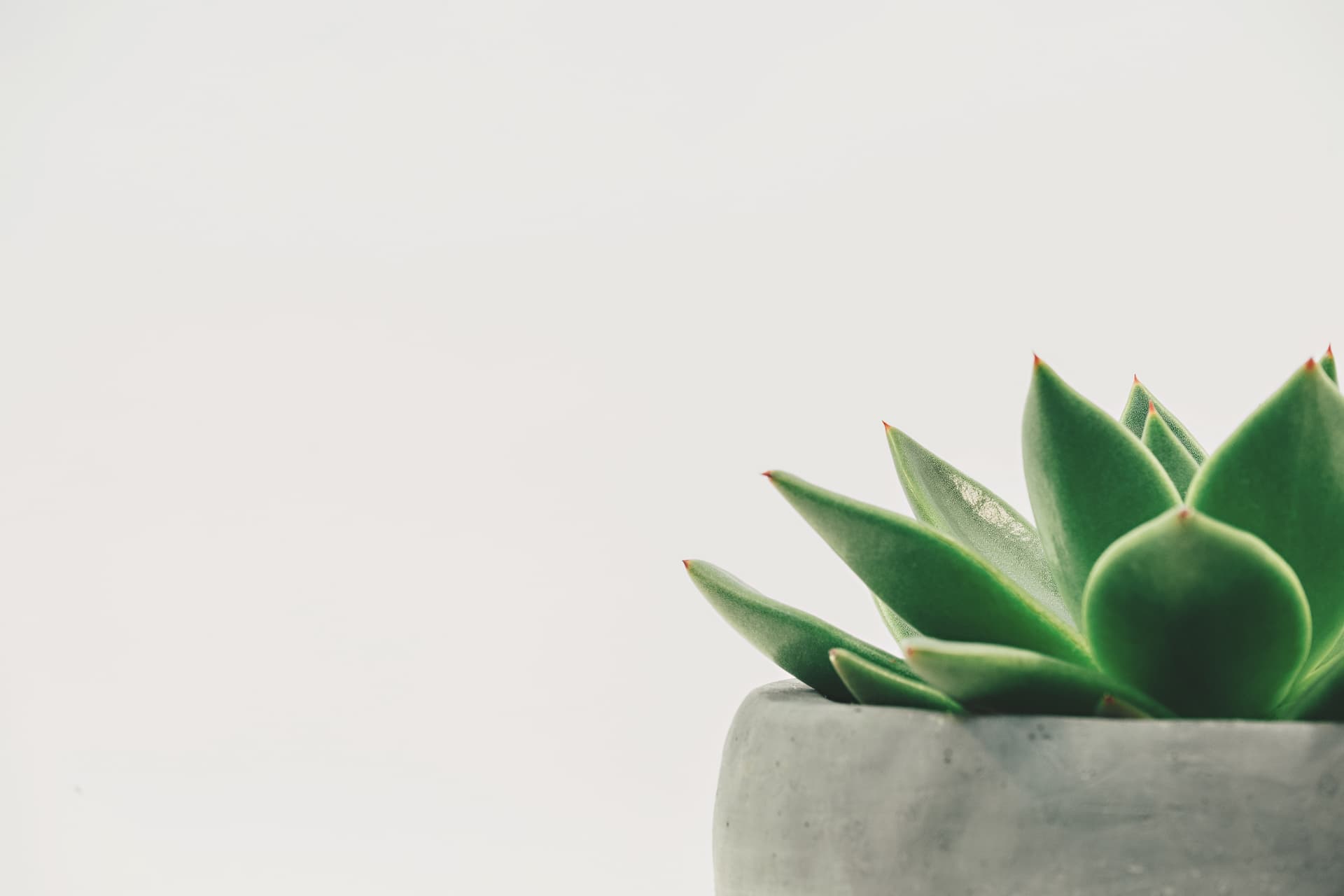La decoración con plantas es cada día más común